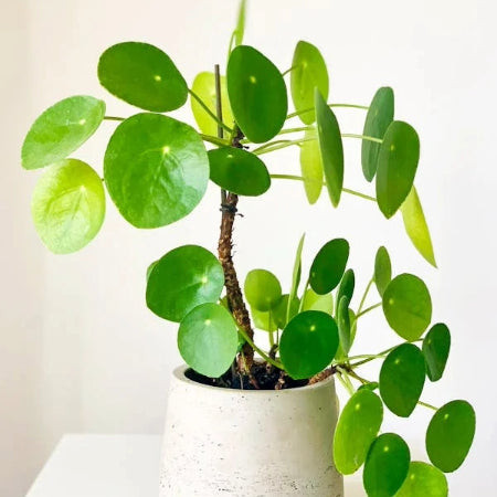 Chinese Money Plant (Pilea peperomioides) with coin-shaped leaves, a trendy and cat-safe plant for indirect light.