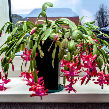 Christmas Cactus (Schlumbergera bridgesii) in full bloom with vibrant pink flowers, a festive and cat-safe holiday plant.
