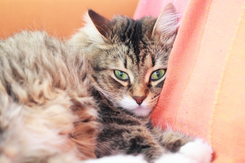 Siberian forest cat resting on an orange sofa