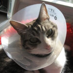 Cat wearing a cone collar looking out a window