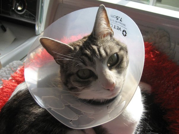 Cat wearing a cone collar looking out a window