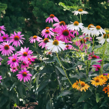 Coneflower (Echinacea) with daisy-like purple flowers, a vibrant and cat-safe garden perennial.