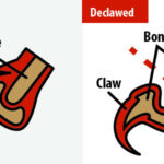 Declaw procedure illustration showing bone removal in cat's paw