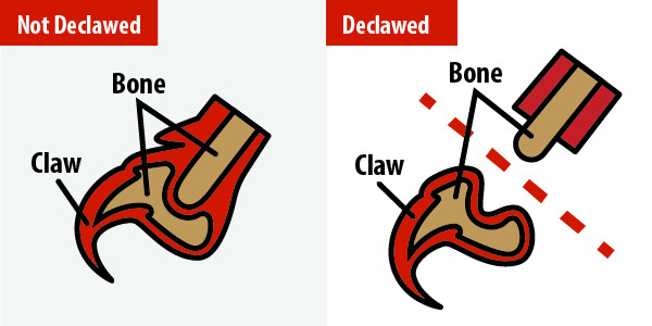 Declaw procedure illustration showing bone removal in cat's paw
