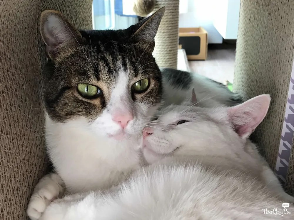 tabby cat and white cat cuddling inside cat scratcher cube