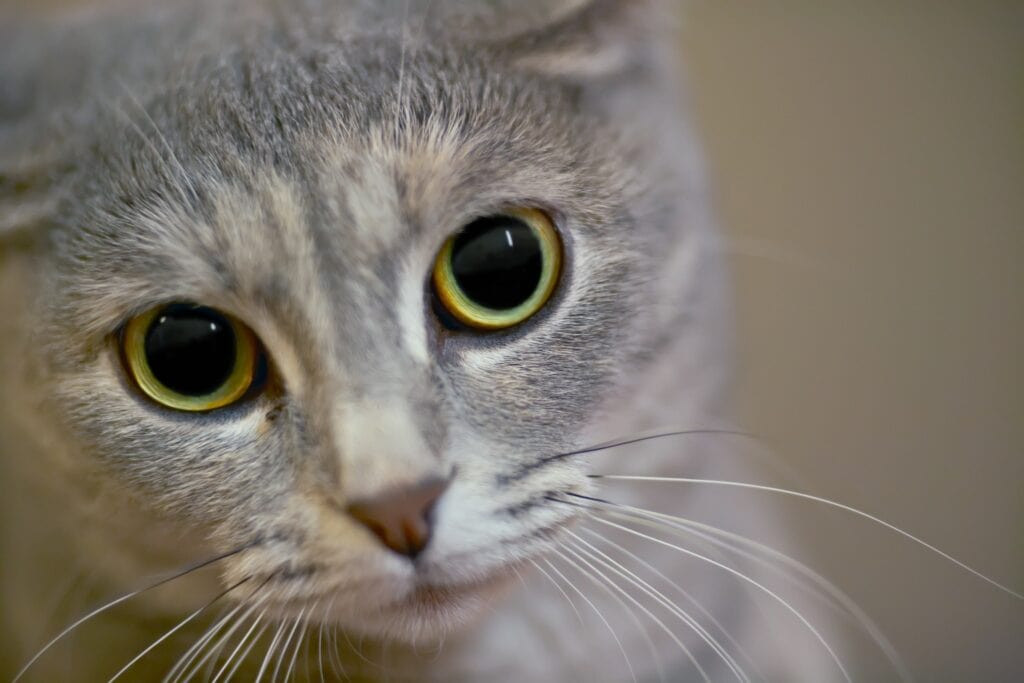 grey cat with dilated cat eyes