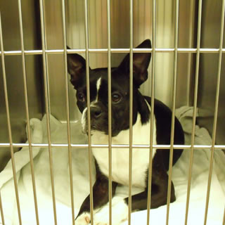 Dog resting in a cage during heartworm treatment