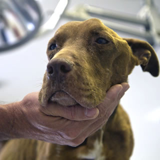 Heartworms inside a dog's heart