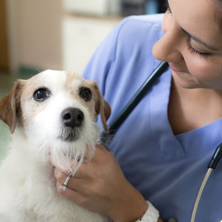 Veterinarian administering medication to a dog