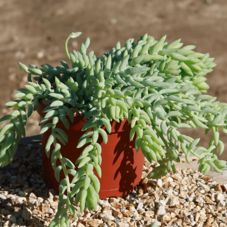Donkey Tail Plant (Sedum morganianum) cascading with plump, succulent leaves, a textural and cat-safe trailing succulent.