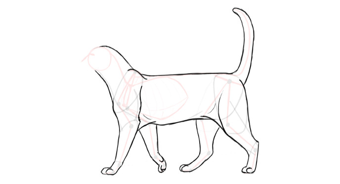 Step-by-step drawing of a cat's body