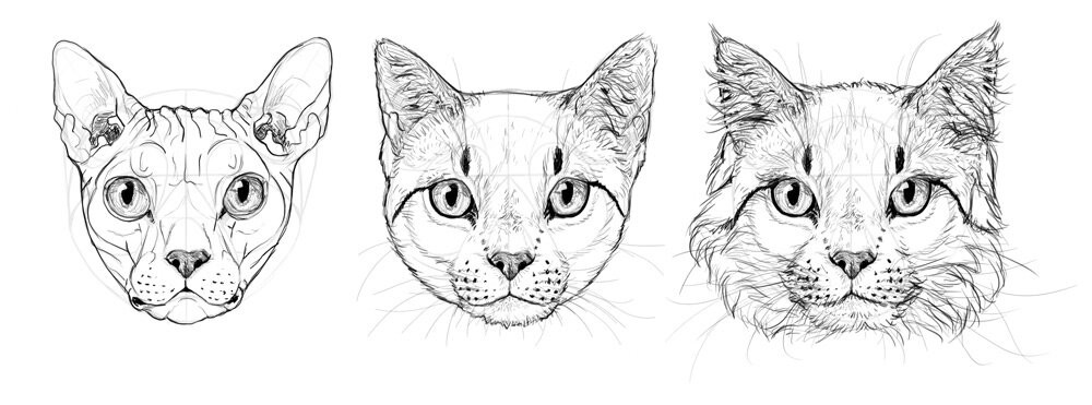 Step-by-step guide to drawing a cat head