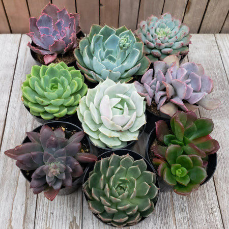 Echeveria (Echeveria spp.) rosettes in various colors, a diverse and cat-safe succulent group.