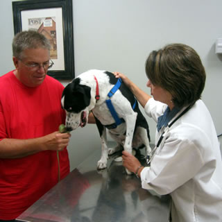 Veterinarian examining a dog in clinic