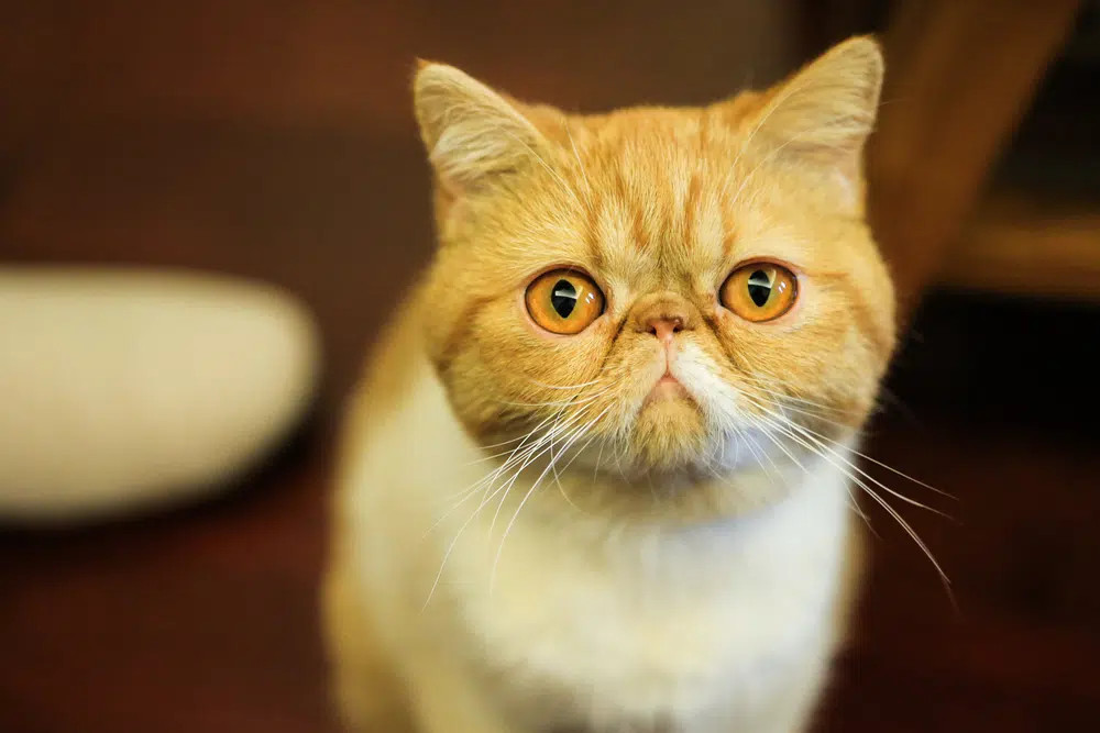 An Exotic Shorthair cat with a round face and plush short coat, exemplifying the breed's gentle nature and easy-care grooming, often described as the &quot;lazy man's Persian&quot;.