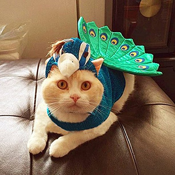 Peacock Feather Cat Costume