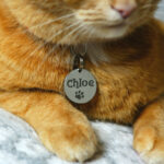 Unique Cat Names: Stand Out Choices for Your Feline Friend