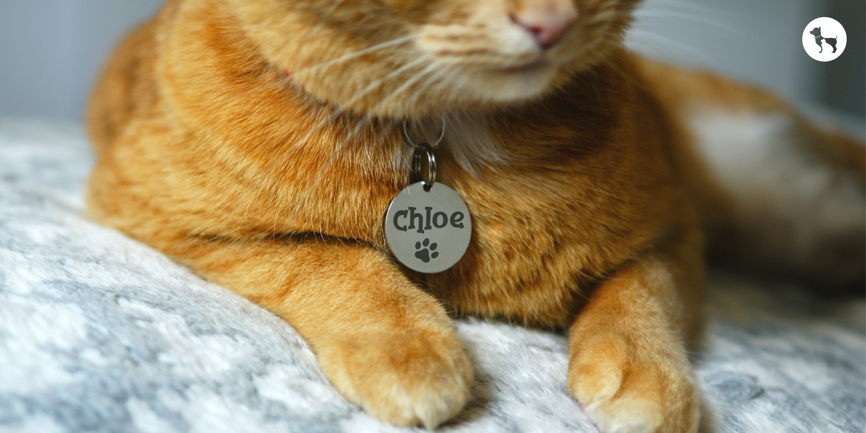 Unique Cat Names: Stand Out Choices for Your Feline Friend