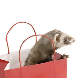 A healthy ferret, highlighting the need for heartworm prevention in ferrets too