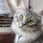 Grey and white Siberian cat with titled head sits in front of a piano