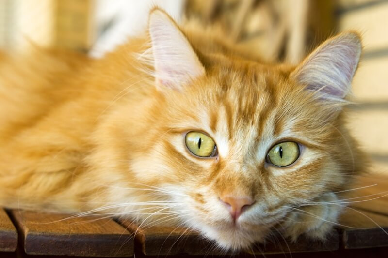 red Siberian cat resting on a kitchen table