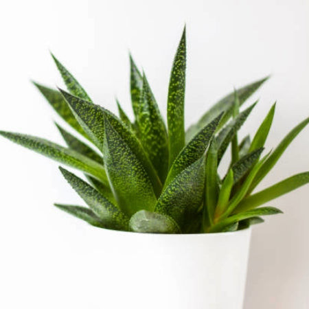 Ox Tongue Plant (Gasteria spp.) with textured, tongue-shaped leaves, a unique and cat-safe succulent.