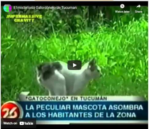 cabbit