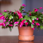 A vibrant Christmas cactus potted plant displayed on a wooden table, showcasing its bright pink blooms and green segmented stems, in a well-lit home environment, emphasizing its decorative appeal and seasonal charm.