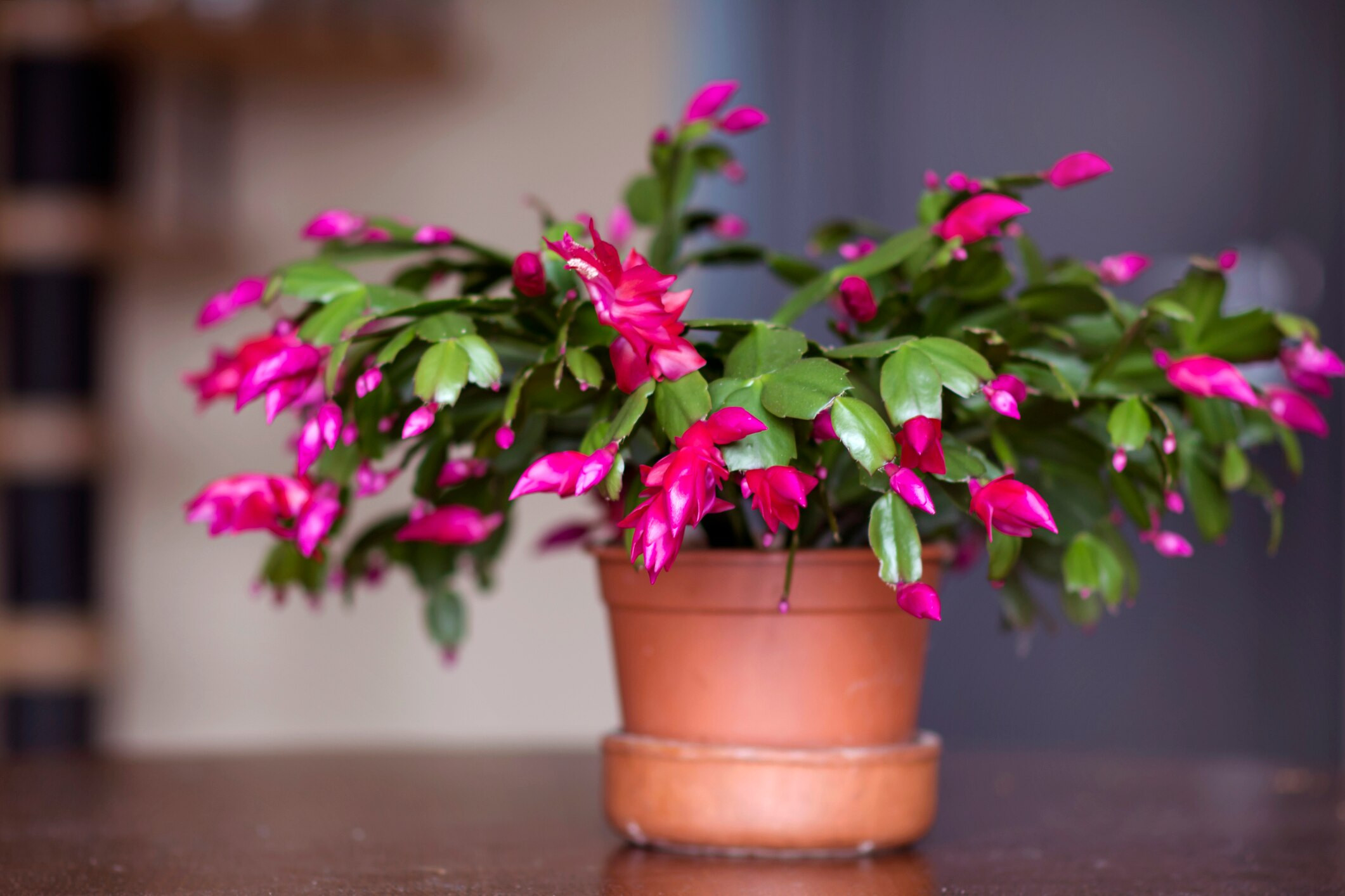 A vibrant Christmas cactus potted plant displayed on a wooden table, showcasing its bright pink blooms and green segmented stems, in a well-lit home environment, emphasizing its decorative appeal and seasonal charm.