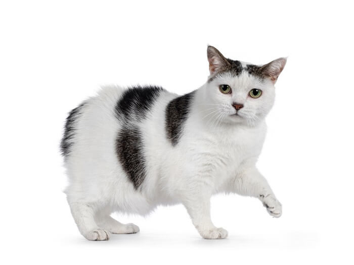 A playful harlequin cat with distinctive, random spots of black scattered across a white base coat.
