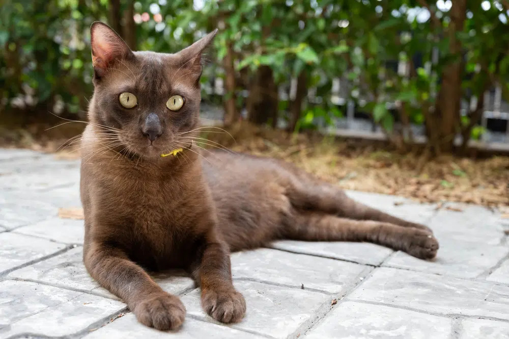 A Havana cat with a rich chocolate brown short coat and piercing green eyes, showcasing the breed's elegant Siamese-like features and rare coloring among short-haired cats.