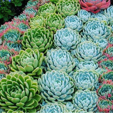 Hens and Chicks (Sempervivum tectorum) rosettes clustered together, a hardy and cat-safe succulent ground cover.