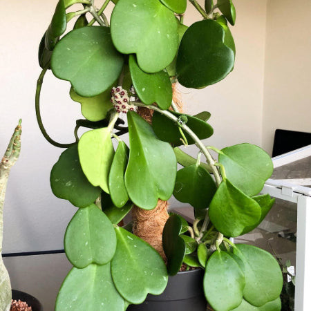 Sweetheart Hoya (Hoya kerrii) with distinctive heart-shaped leaves, a symbolic and cat-safe succulent.
