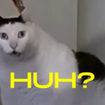 Close-up of Ben Cat, the 'Huh Cat' meme, looking confused with wide eyes and open mouth.