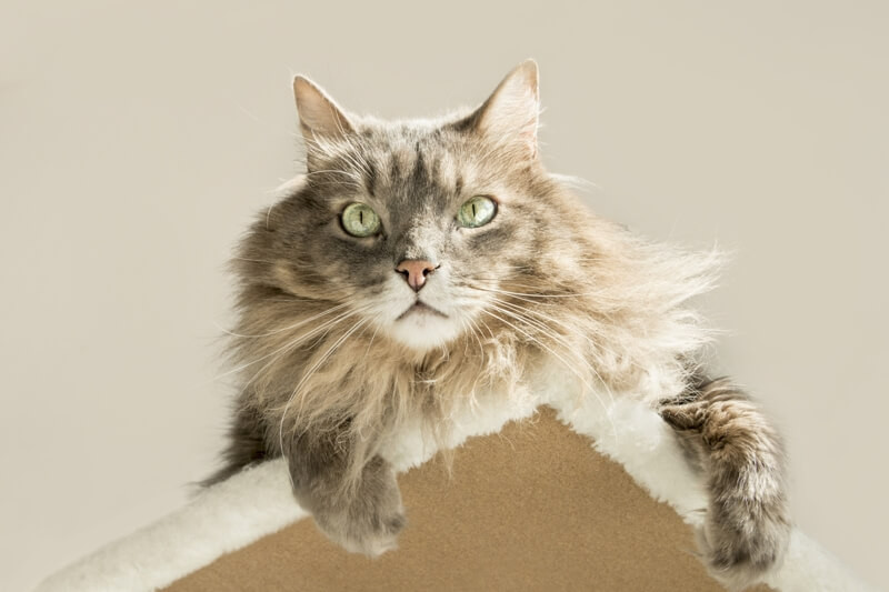 Moscow longhair cat atop a cat tree