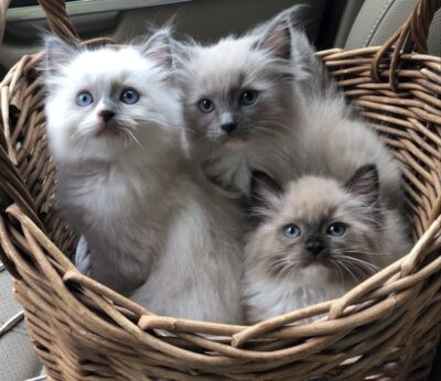 Reserving a Ragdoll Kitten