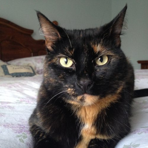 A tortoiseshell cat in a relaxed pose, embodying the &quot;tortitude&quot; concept