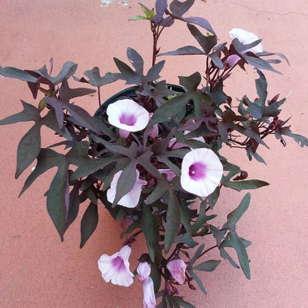 Sweet Potato Vine (Ipomoea batatas) with vibrant purple heart-shaped leaves, a colorful and cat-safe vine for gardens and containers.