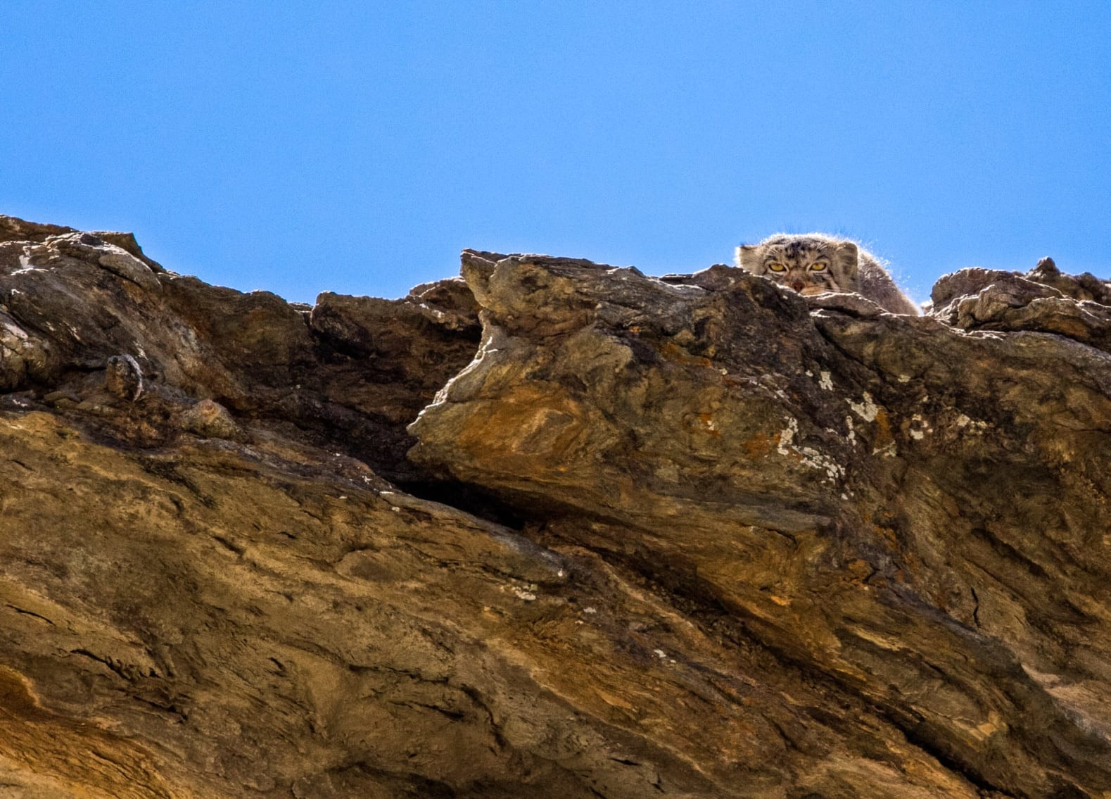 Pallas's Cat Stares: An Unforgettable Encounter in the Himalayas
