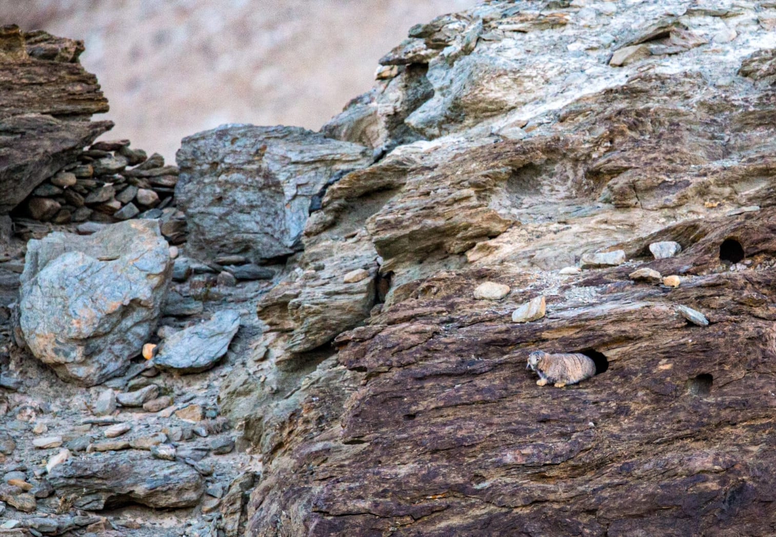 Pallas's Cat Emerging: A Moment of Discovery in Ladakh