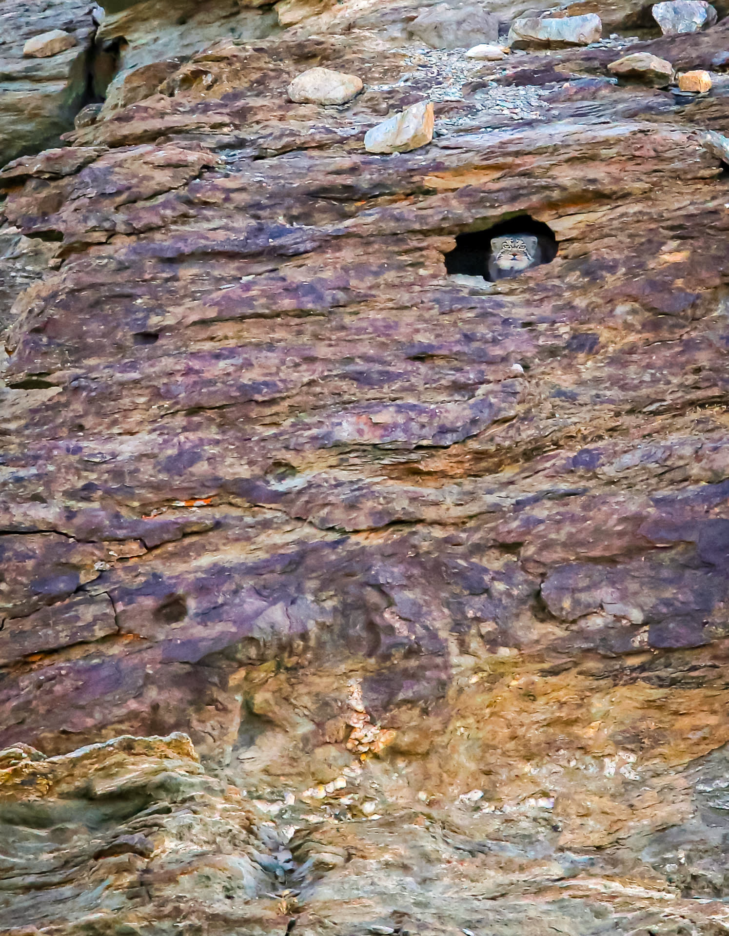 Pallas's Cat Portrait: Elusive Wildlife of Ladakh