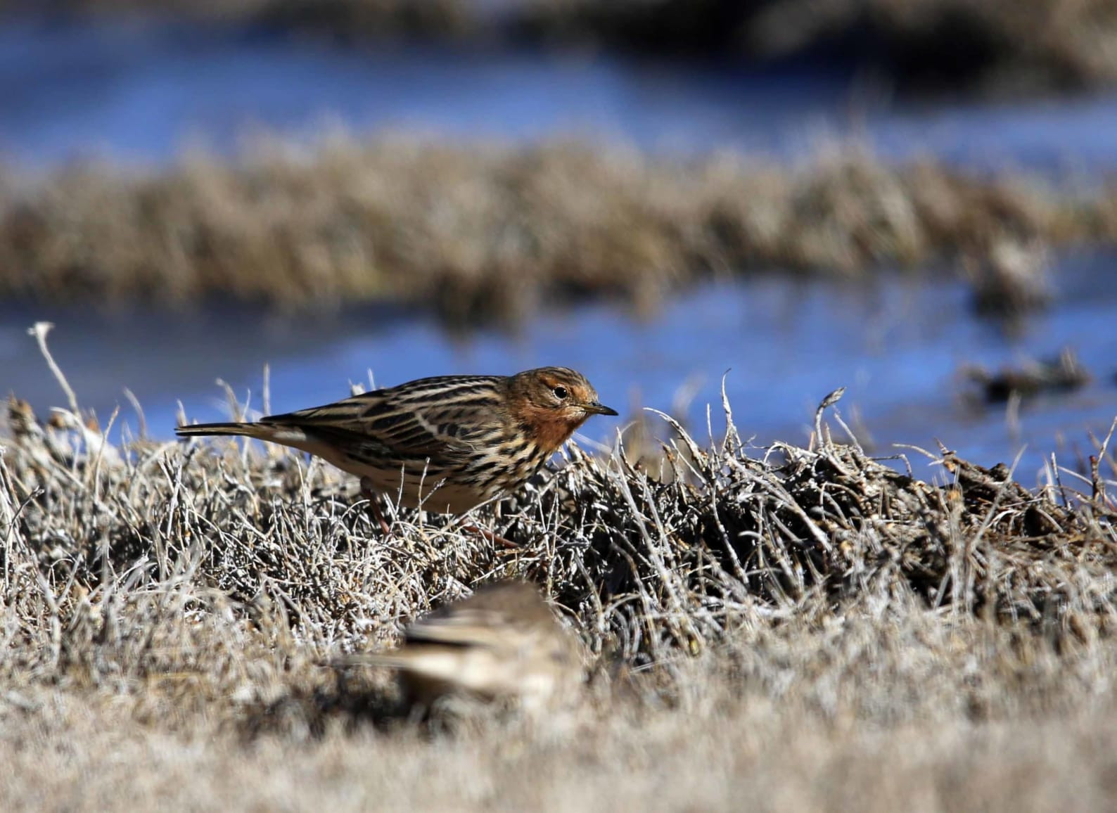 Red-Throated Pipit Amidst Ladakh's Barren Beauty