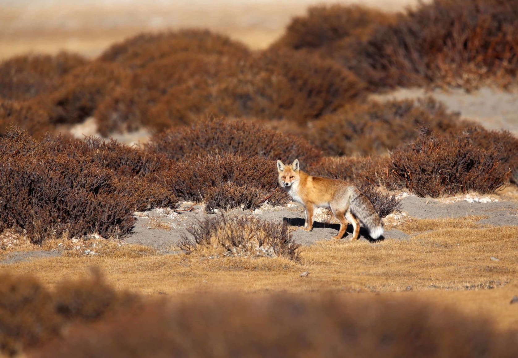 Red Fox Encounter in Ladakh's High Altitude