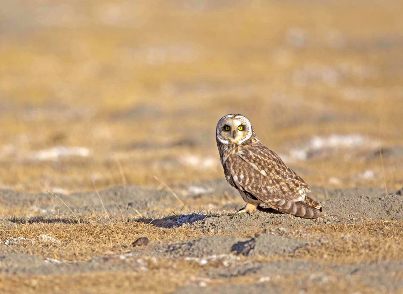 Short-eared Owl in Flight over Ladakh Landscape