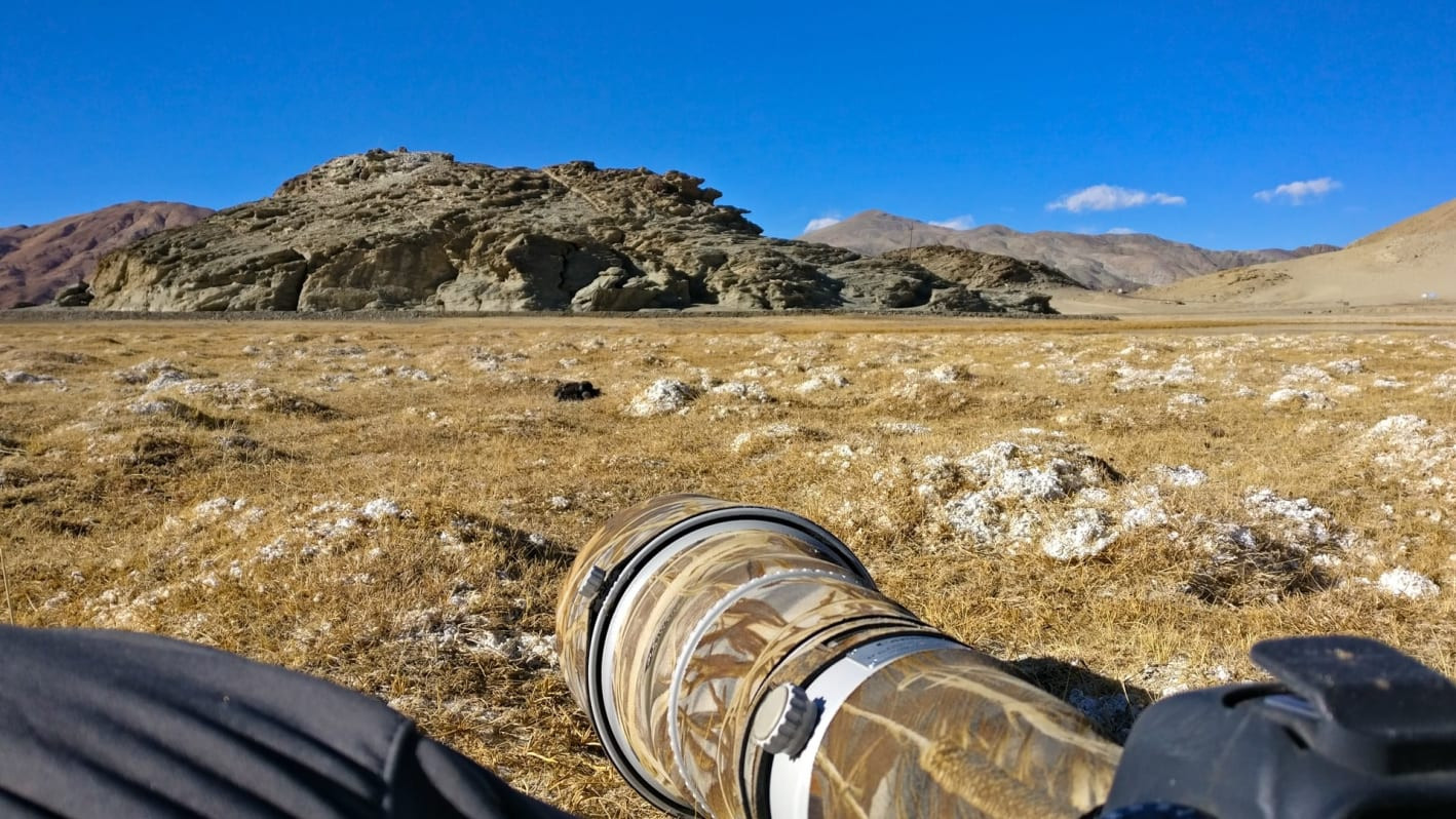 Anticipation Builds: Searching for Pallas's Cat in Hanle