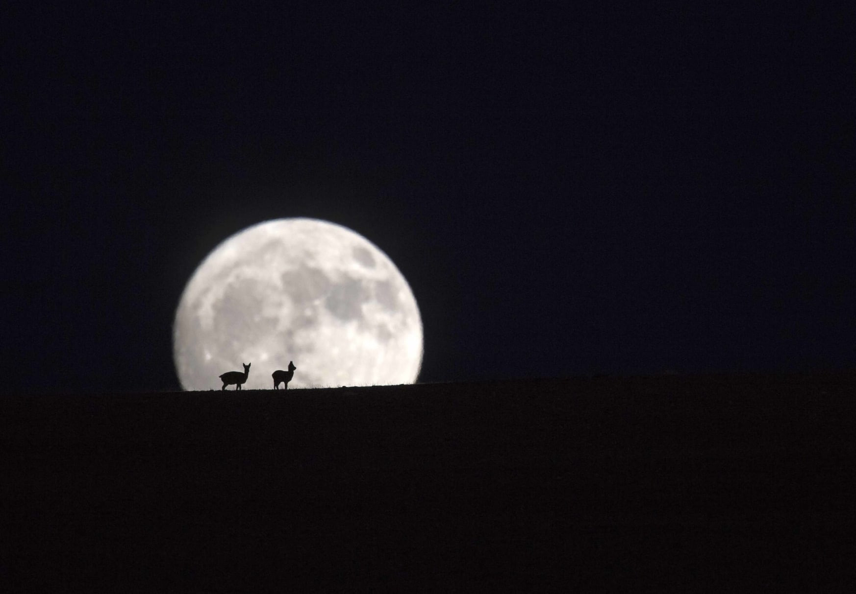 Tibetan Gazelle Silhouetted by Moonlight in Ladakh