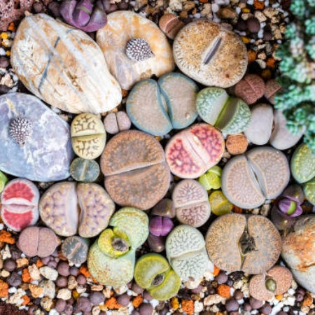 Lithops (Living Stones) succulents resembling pebbles, a unique and cat-safe succulent novelty.