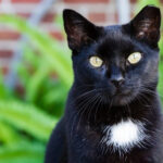 A black cat with a small white patch on its chest, resembling a locket necklace, standing on a wooden floor.
