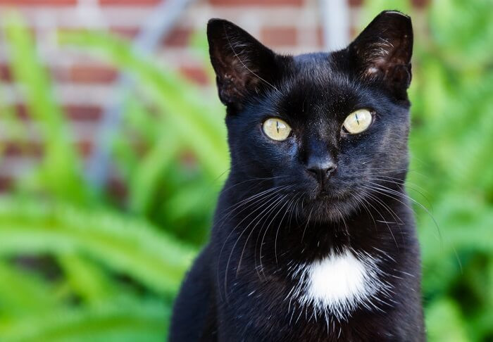 A charming black and white cat with a locket pattern, featuring a small white patch on its chest.