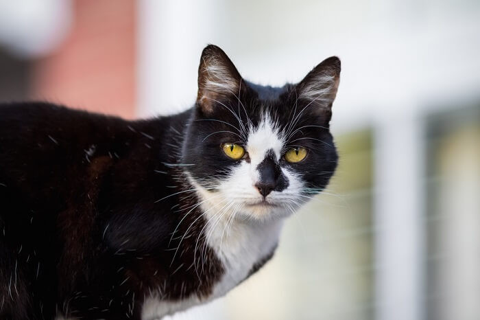 A mysterious mask and mantle cat, with dark fur around its face and a cape-like marking over its shoulders.